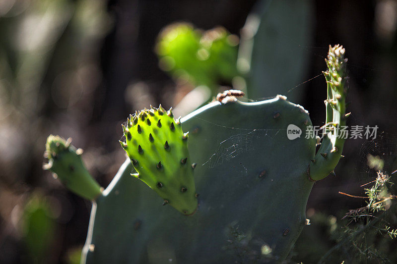 Opuntia ficus仙人掌，绿色仙人掌